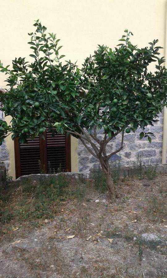 La Collina Dei Ciliegi Bed & Breakfast Sarule Dış mekan fotoğraf