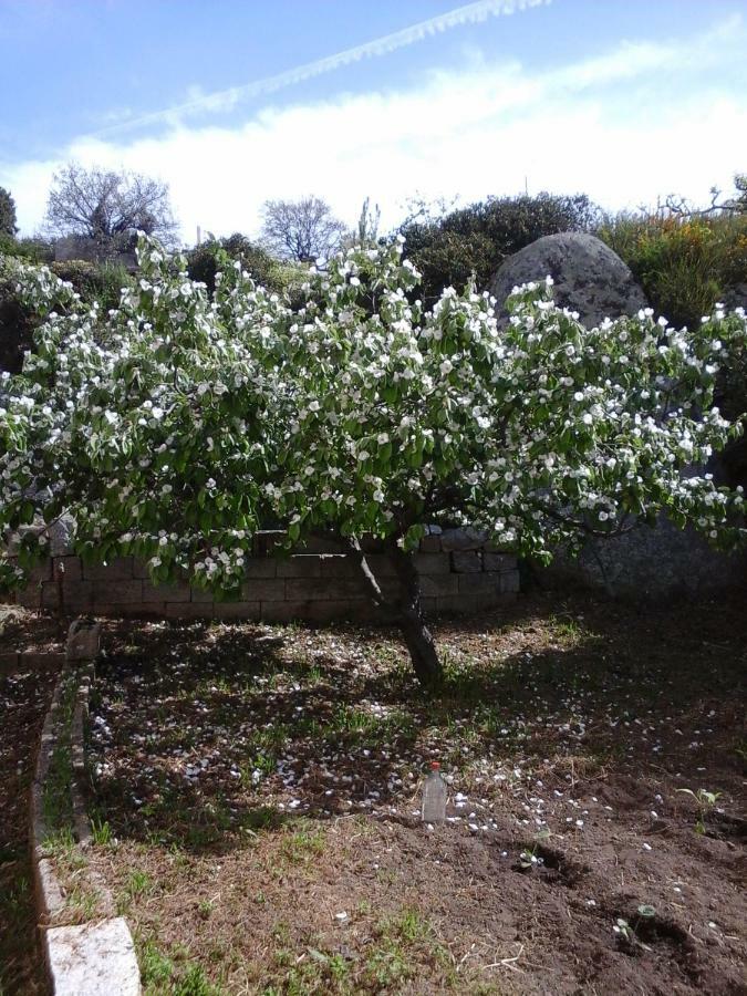 La Collina Dei Ciliegi Bed & Breakfast Sarule Dış mekan fotoğraf