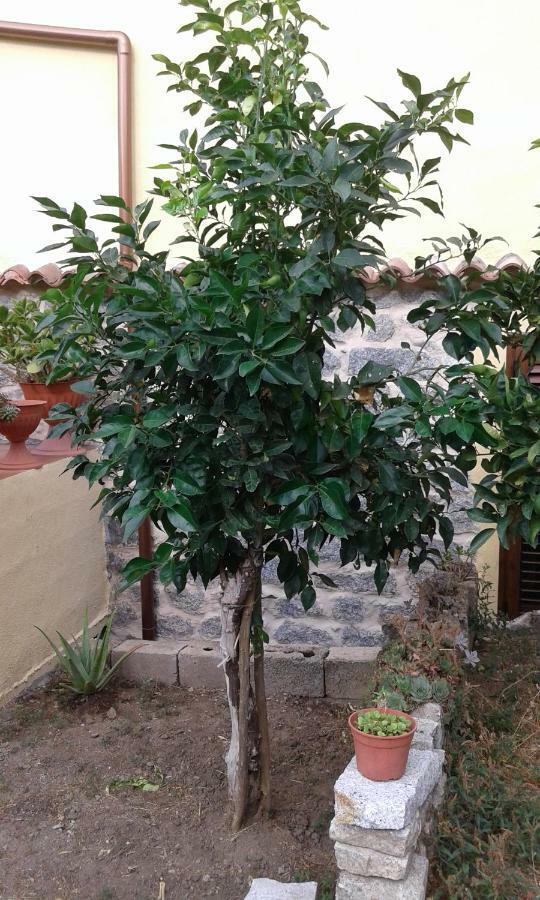 La Collina Dei Ciliegi Bed & Breakfast Sarule Dış mekan fotoğraf